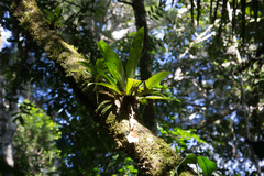 Asplenium serratum