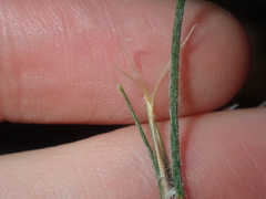 Schoenus unispiculatus