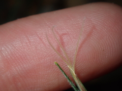 Schoenus unispiculatus