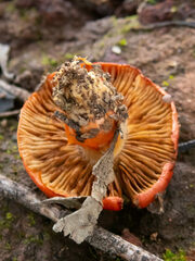 Cortinarius erythraeus