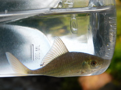 Osteochilus vittatus