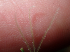 Schoenus unispiculatus