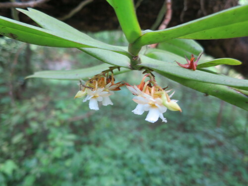 Calyptrochilum christyanum