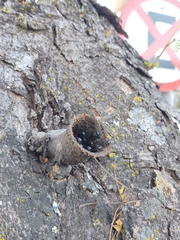 Scaptotrigona bipunctata