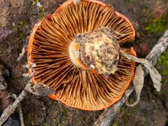 Cortinarius erythraeus