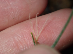 Schoenus unispiculatus