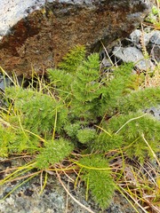 Anisotome capillifolia