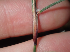 Schoenus unispiculatus