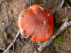 Cortinarius erythraeus