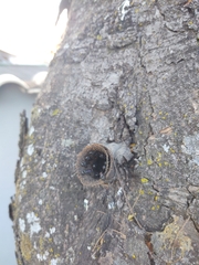 Scaptotrigona bipunctata