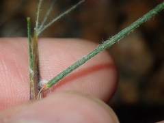 Schoenus unispiculatus