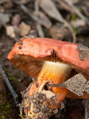Cortinarius erythraeus