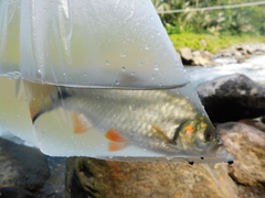 Systomus orphoides