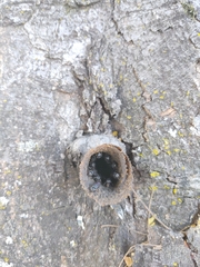 Scaptotrigona bipunctata