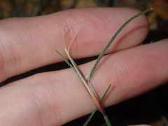 Schoenus unispiculatus