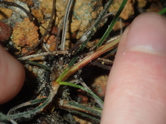 Schoenus unispiculatus