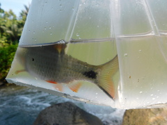 Systomus orphoides