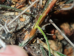 Schoenus unispiculatus