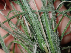 Schoenus unispiculatus