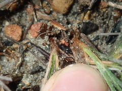 Schoenus unispiculatus