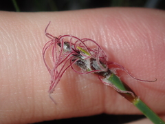 Lepidobolus quadratus