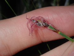 Lepidobolus quadratus