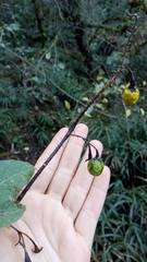 Solanum aridum