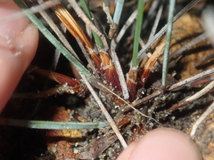 Lepidobolus quadratus