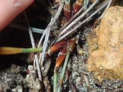 Lepidobolus quadratus
