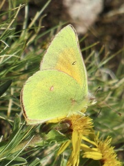 Colias meadii