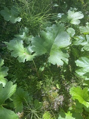Petasites frigidus palmatus