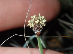 Lepidobolus preissianus