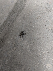 Menemerus bivittatus