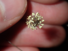 Lepidobolus preissianus