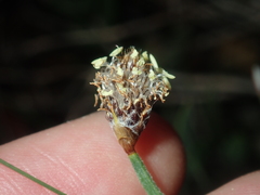 Lepidobolus preissianus