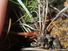 Lepidobolus preissianus