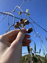 Eucalyptus pendens