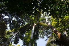 Iriartea deltoidea
