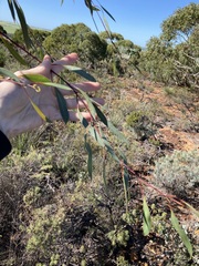 Eucalyptus pendens