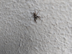 Menemerus bivittatus