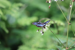 Oleria cyrene solida