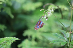 Oleria cyrene solida