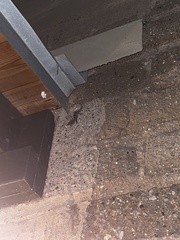 Hemidactylus turcicus