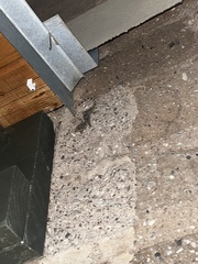 Hemidactylus turcicus