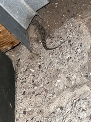 Hemidactylus turcicus