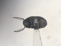 Xyletinus lugubris