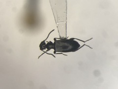 Ischyropalpus obscurus