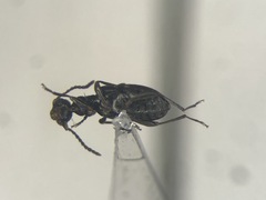 Ischyropalpus obscurus