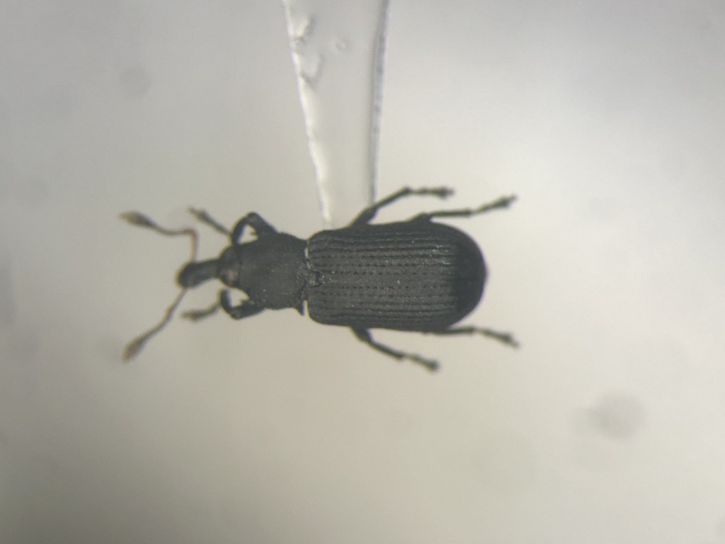 Magdalis inconspicua