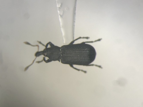 Subtle Wedge-shaped Bark Weevil